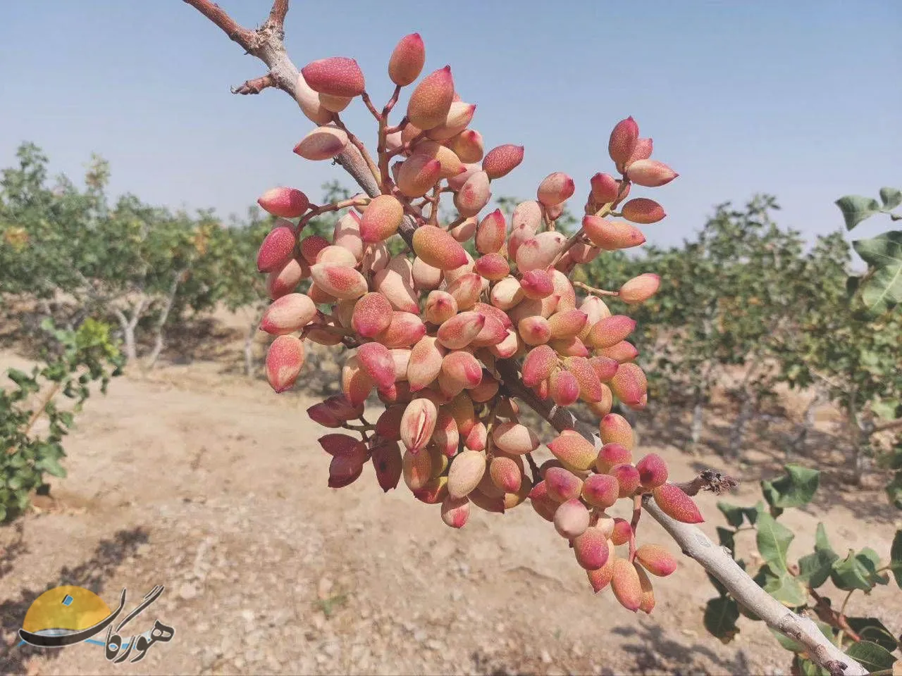 پسته