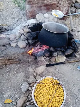 پخت آلوبخارا در مشکان